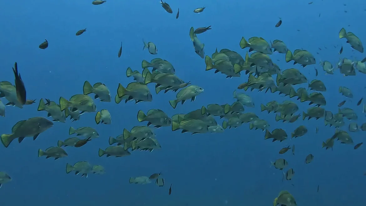 PADI - Barracuda Diving Mallorca