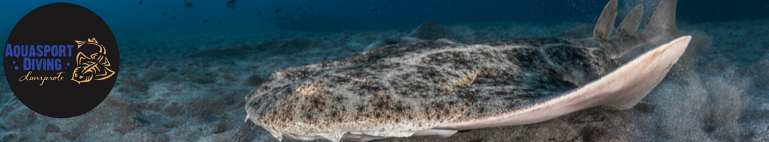 Aquasport Diving Lanzarote