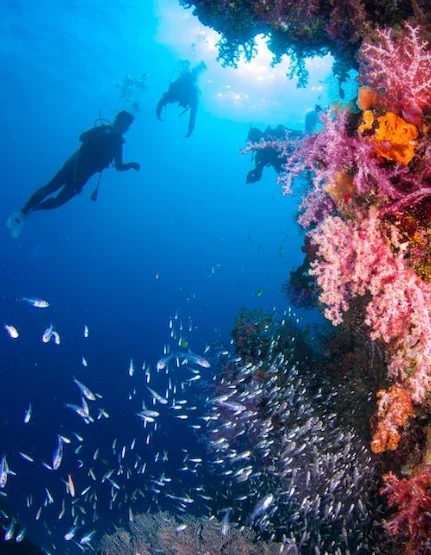 Rehabilitation Diving