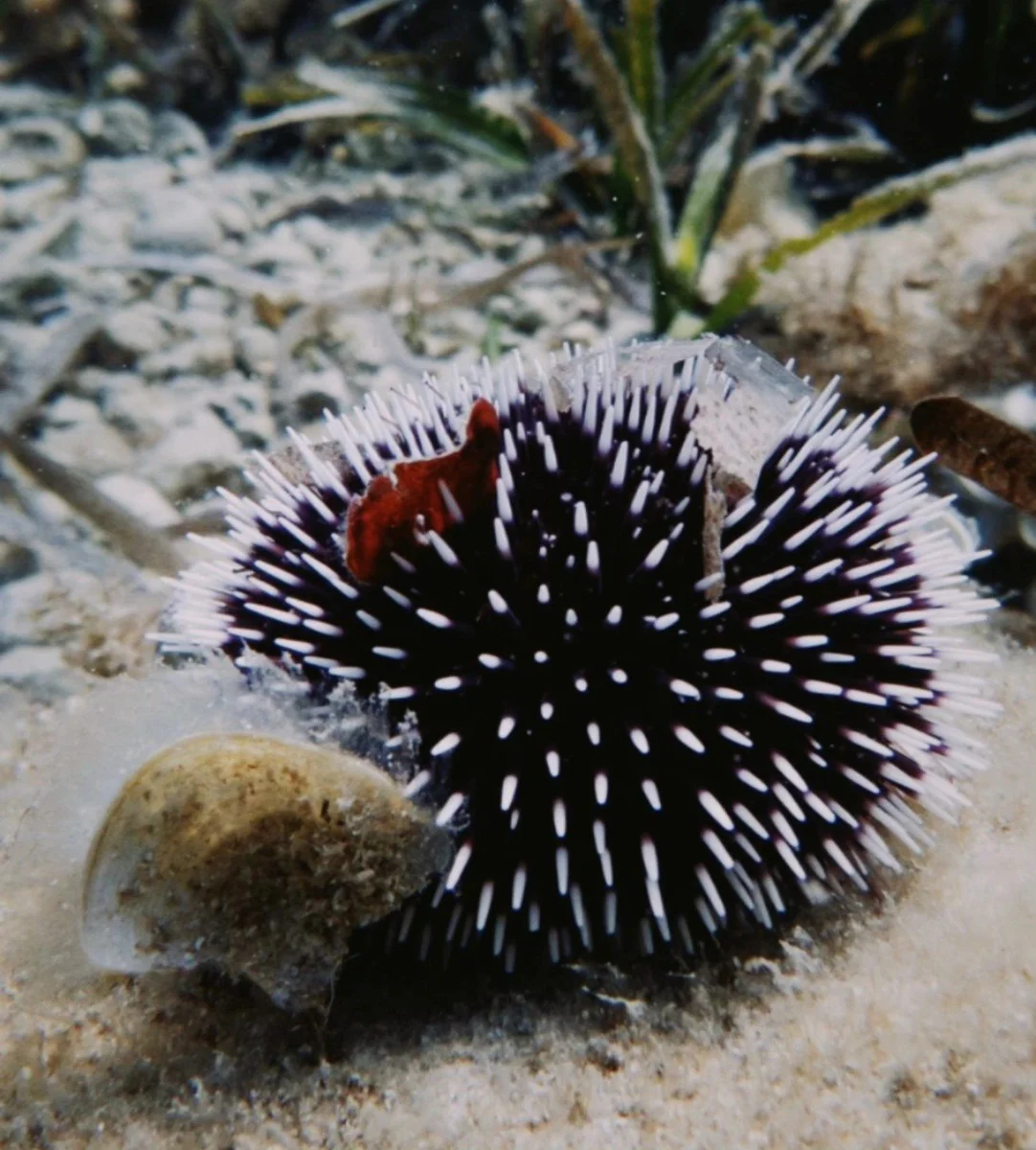 Foto 7