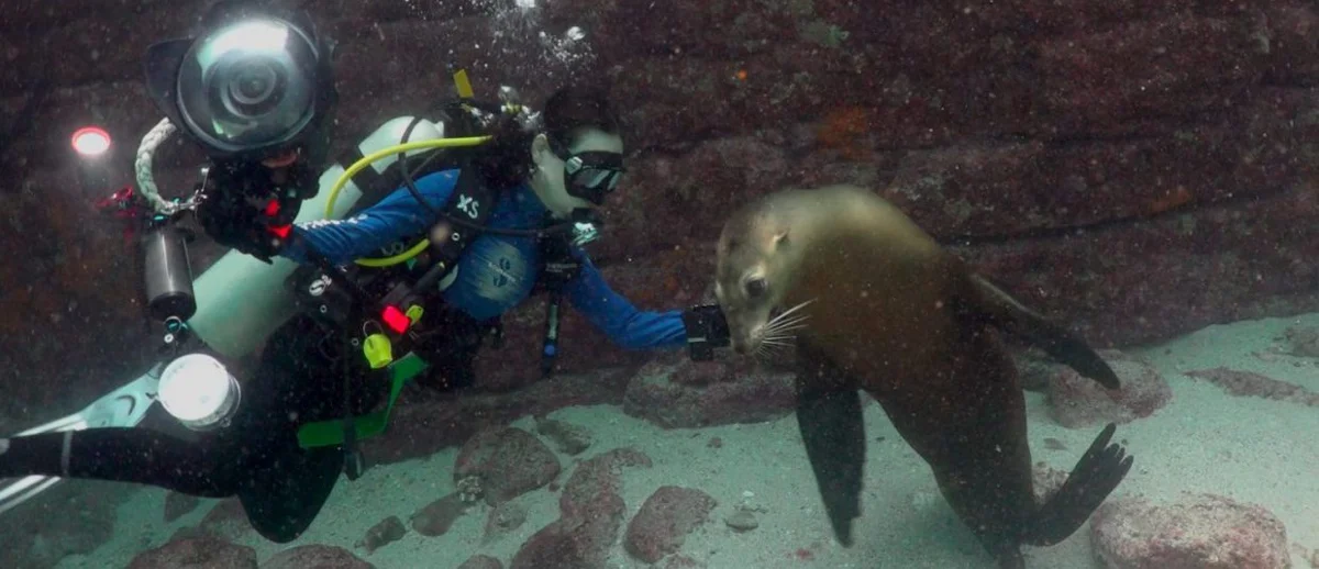 School of Diving La Paz