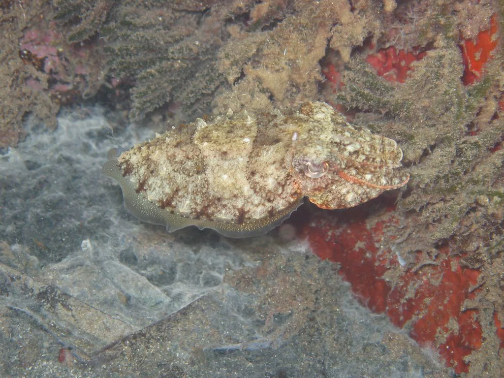 Piedra Muladera 5