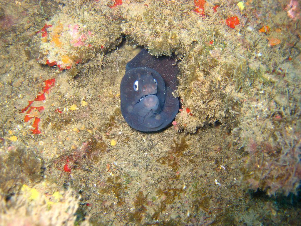 Piedra Muladera 6