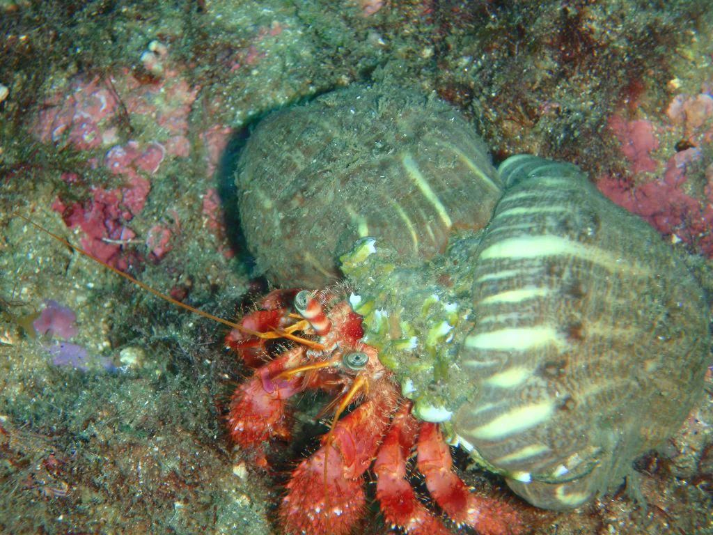 Cuevas Port Salví 4
