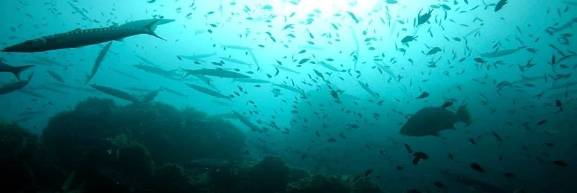 NARANJITO BUCEO