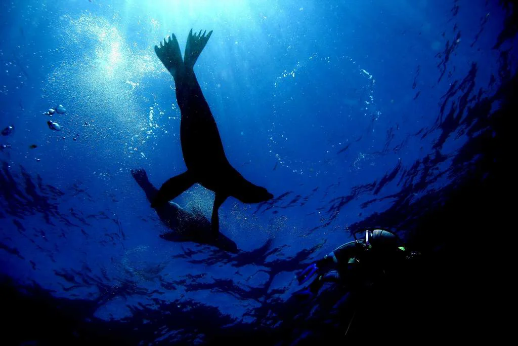 Cantamar Tours & SCUBA La Paz