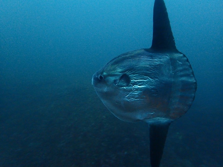 Odyssée Bleue Socoa - Centre de plongée au pays Basque - Saint Jean de luz (64) logo