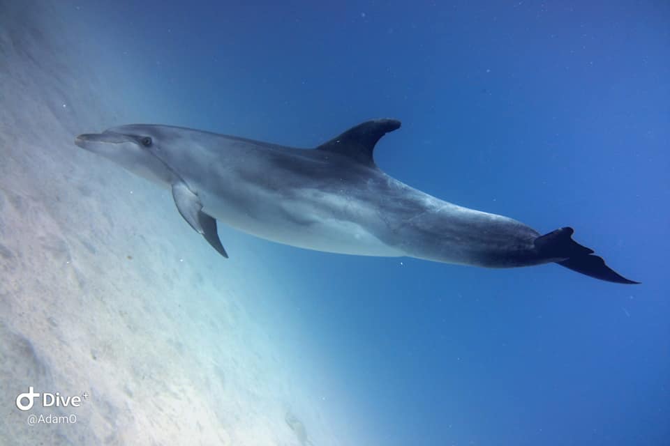 DIVING ATLANTIS TENERIFE