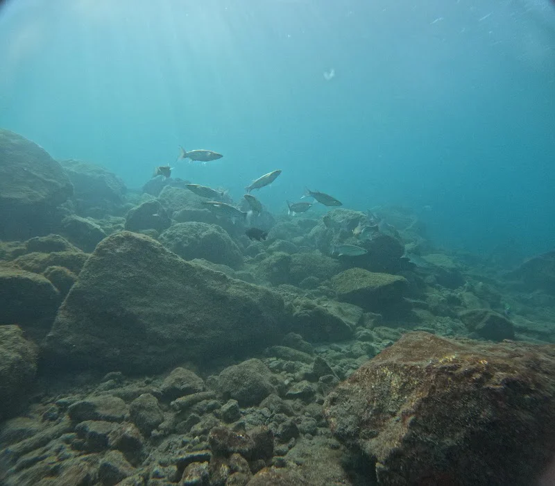 Scuba Point: Diving Tenerife