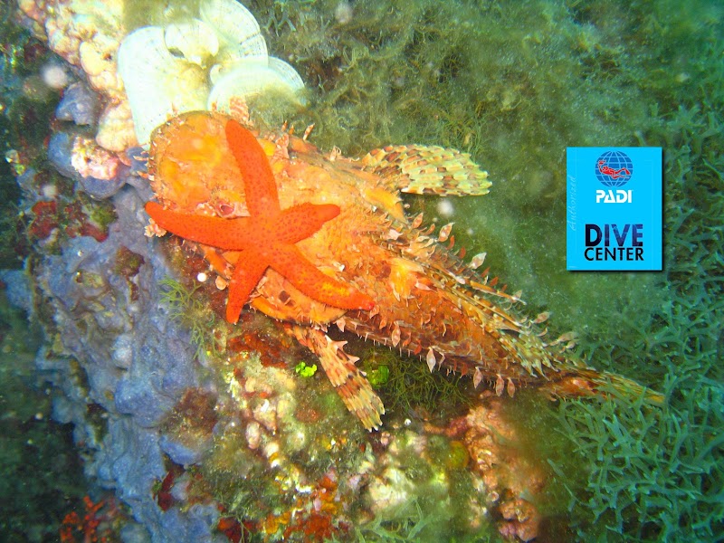 MedDive Mataró - PADI IDC 5 Estrellas Dive Center logo