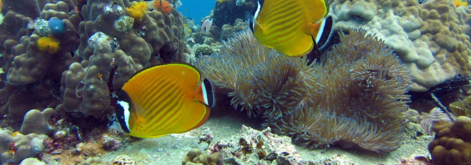 FRANCE PLONGEE Dive Center logo