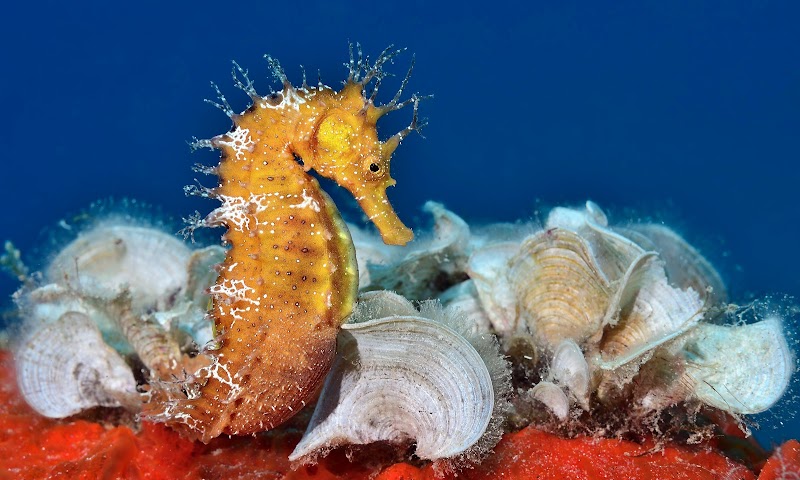 L'Àmfora centre d'Immersió logo