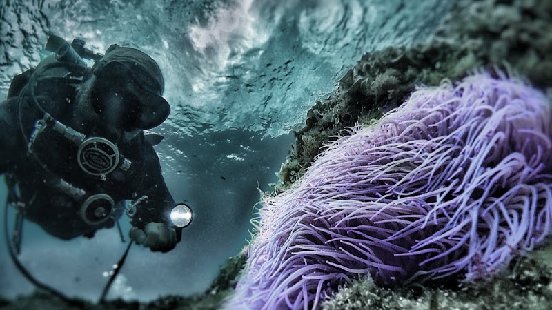 KrakenDive Tossa de Mar - Escola de Busseig logo