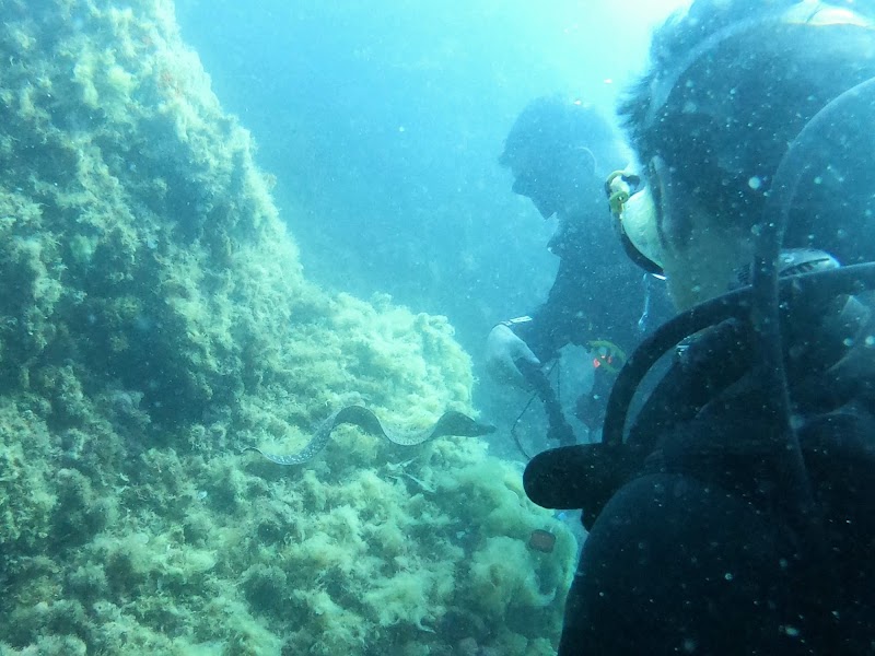 Divers Centre d'Immersions logo