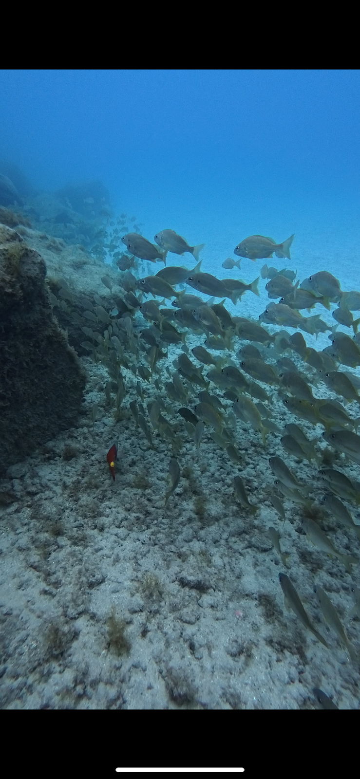 Barbarian Diving Tenerife S.L