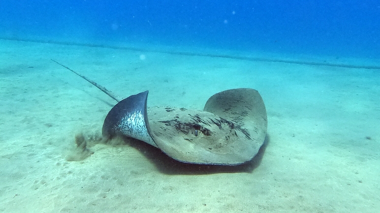 Mojo Dive - Tu centro de buceo en Lanzarote logo