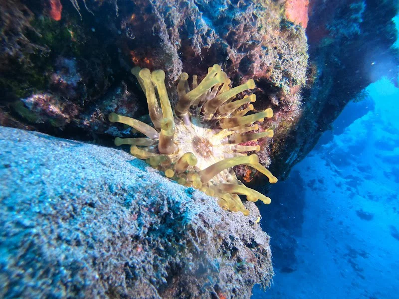 Safari Diving Lanzarote S.L.