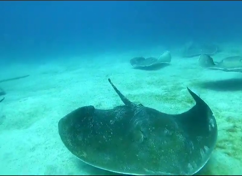 Scuba Point: Diving Tenerife
