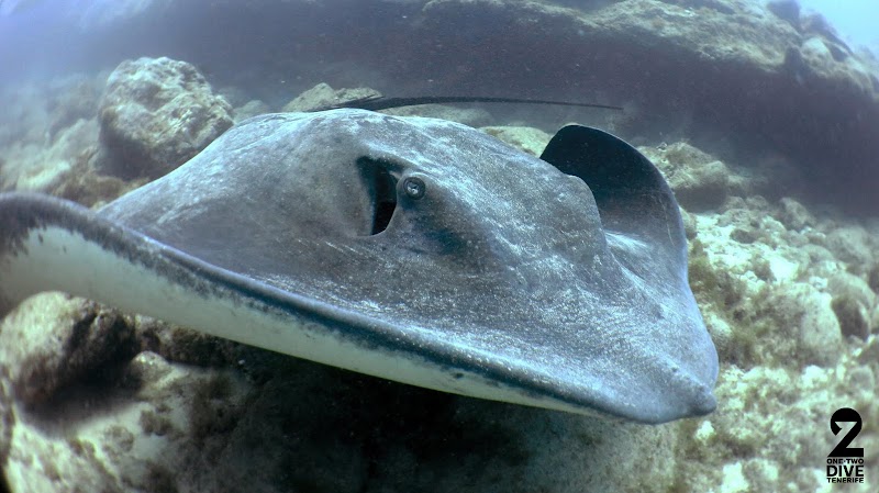 One Two Dive Tenerife logo