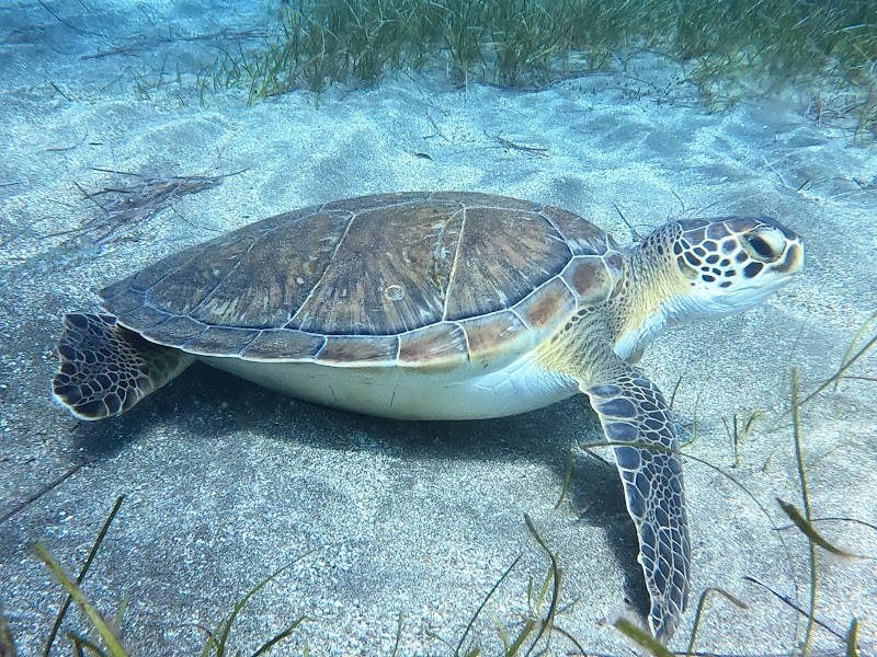 Scubafriends Tenerife logo