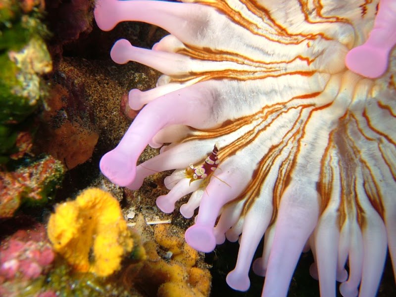 Aquanautic Club Lanzarote logo