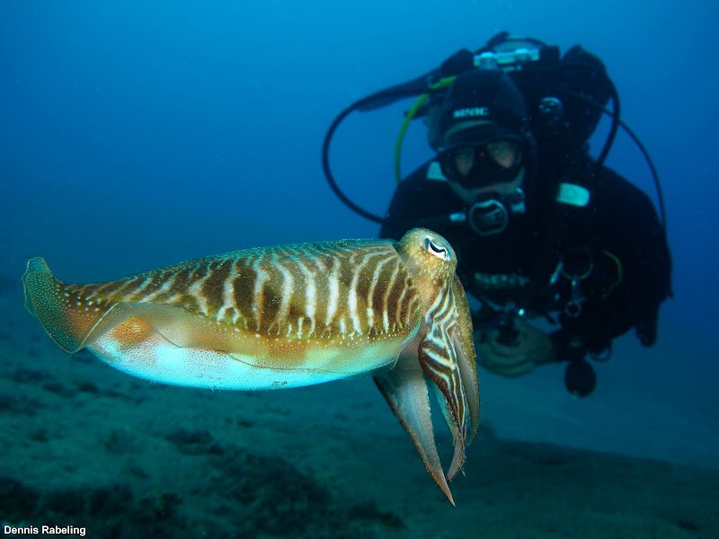 Euro-Divers Lanzarote logo
