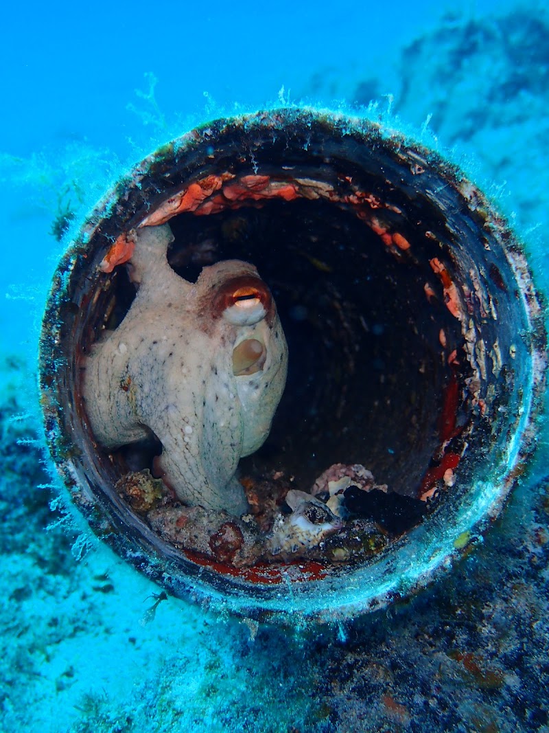 Beneath the waves Freediving