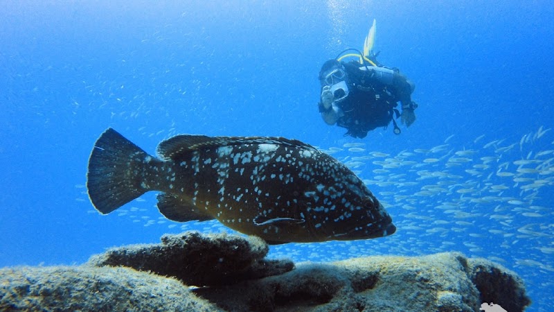 Fuerteventura Diving logo