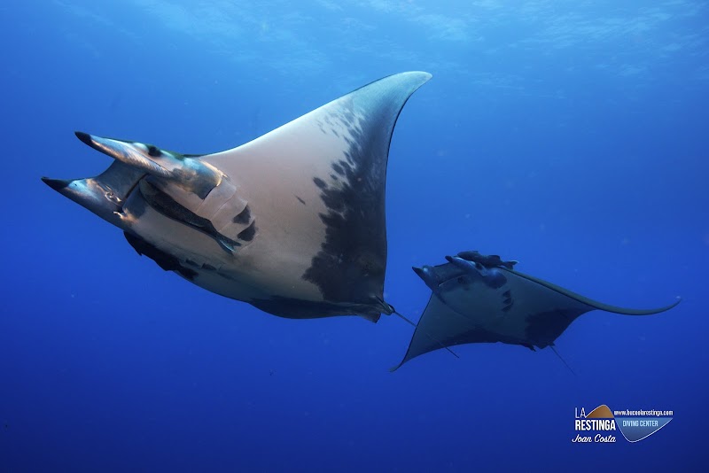 La Restinga Diving logo