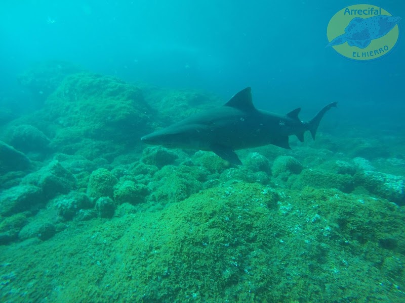 Arrecifal Centro de Buceo | Dive Center logo