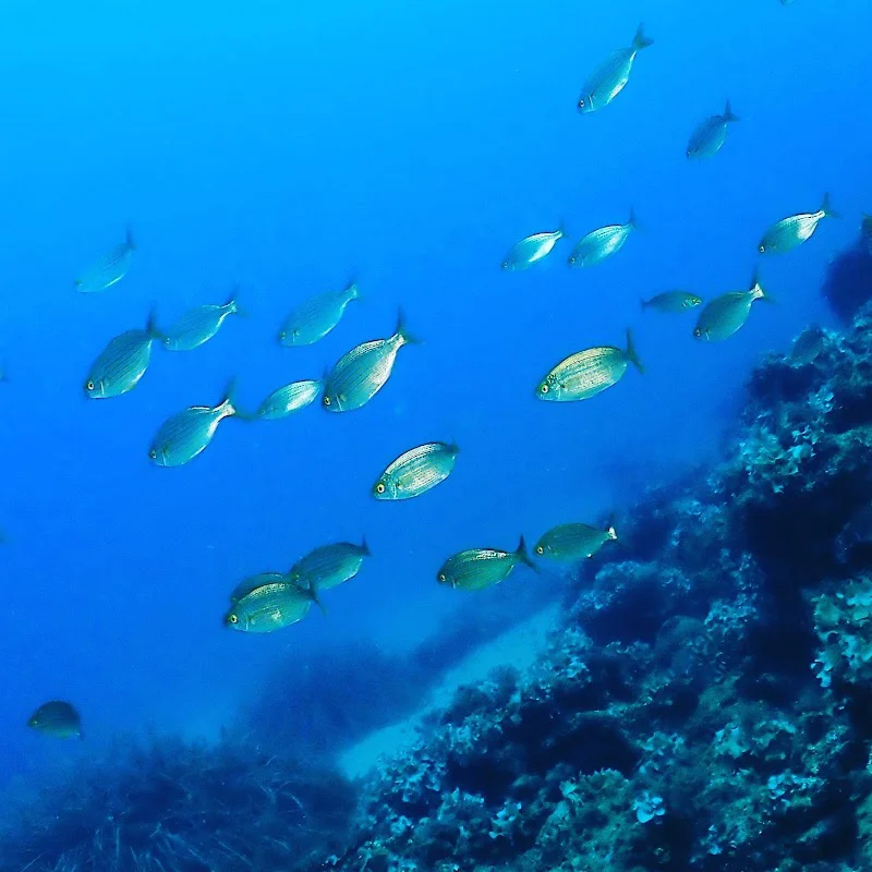 Blaumar Centre de Submarinisme
