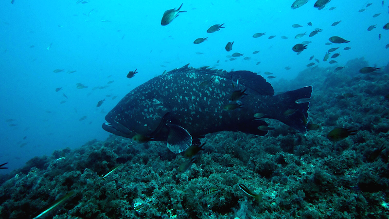 Centro de Buceo Padi Scuba Elx Santa Pola - Tabarca logo