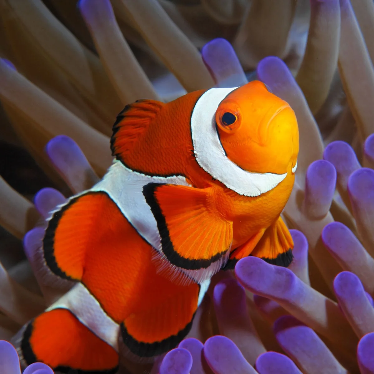 Manado Diving