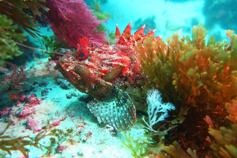 Leon Marino Dive Center