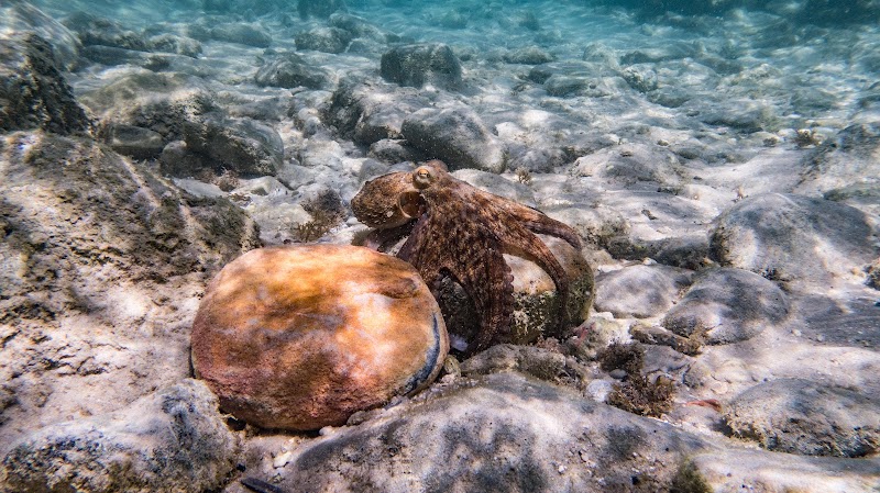 DiverSoulTarifa logo