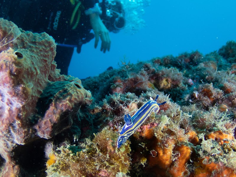 ViveBuceo - Escuela de buceo en La Herradura