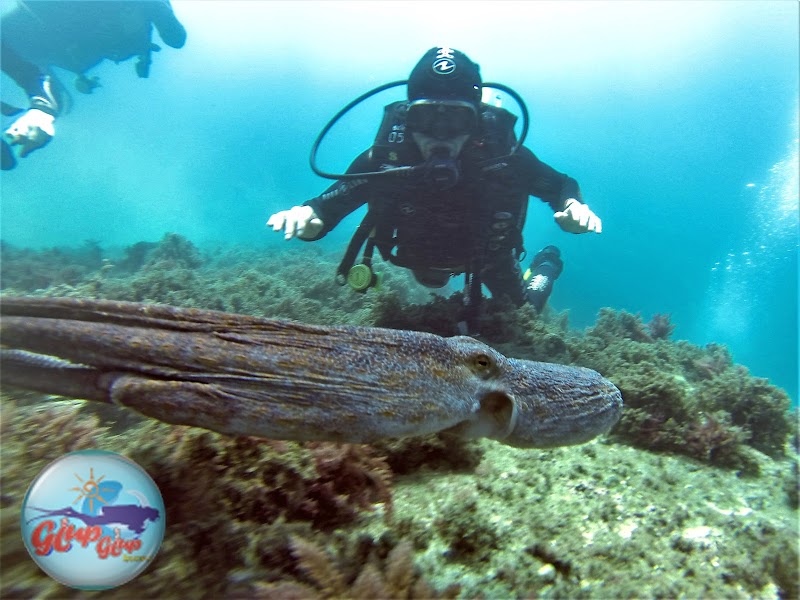 Club diving school GlupGlup (CBS GLUPGLUP) logo