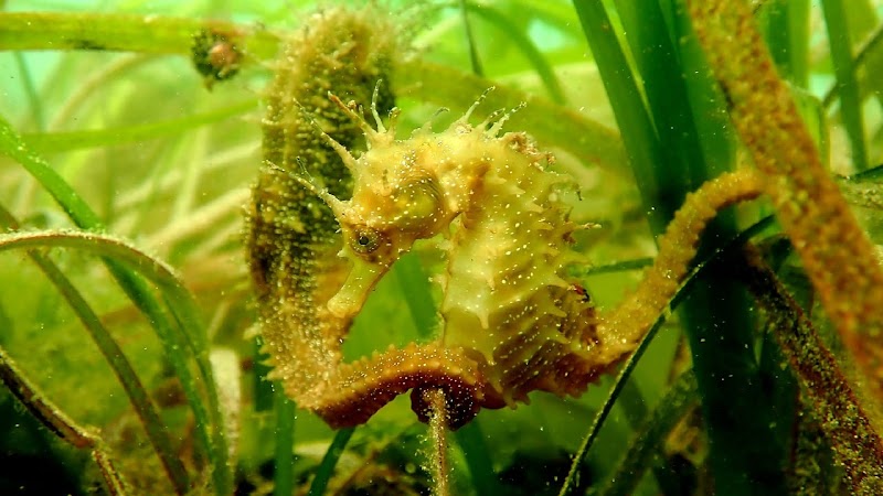 Buceo Rías Baixas logo