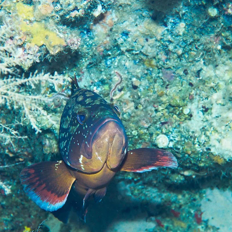 Euro-Divers Lanzarote