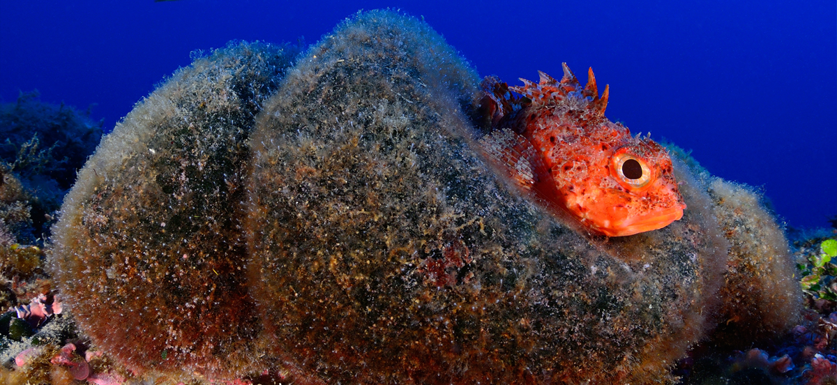 Tossasub Diving Center