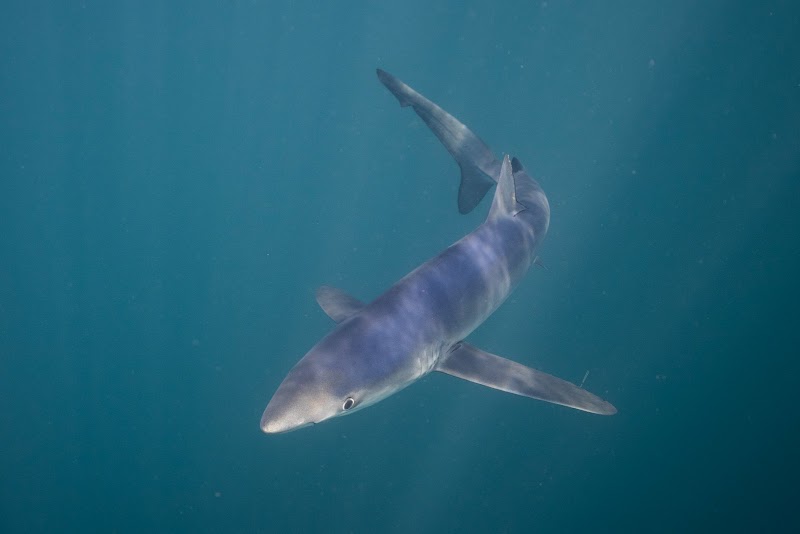 Mako Pako - basque shark diving logo
