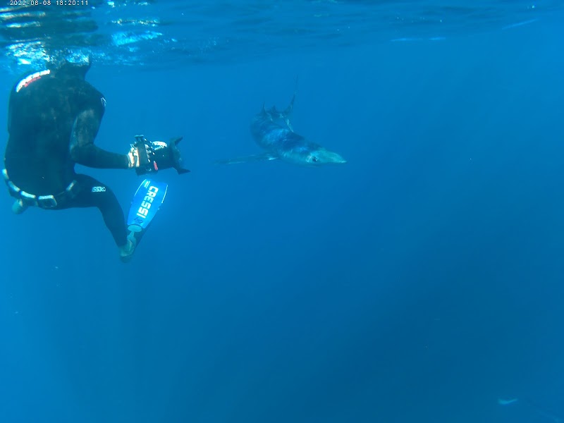 Mako Pako - basque shark diving