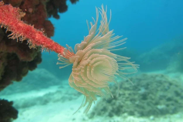 Les Basetes Dive Centre