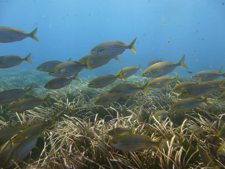 Centro de Buceo Padi Scuba Elx Santa Pola - Tabarca