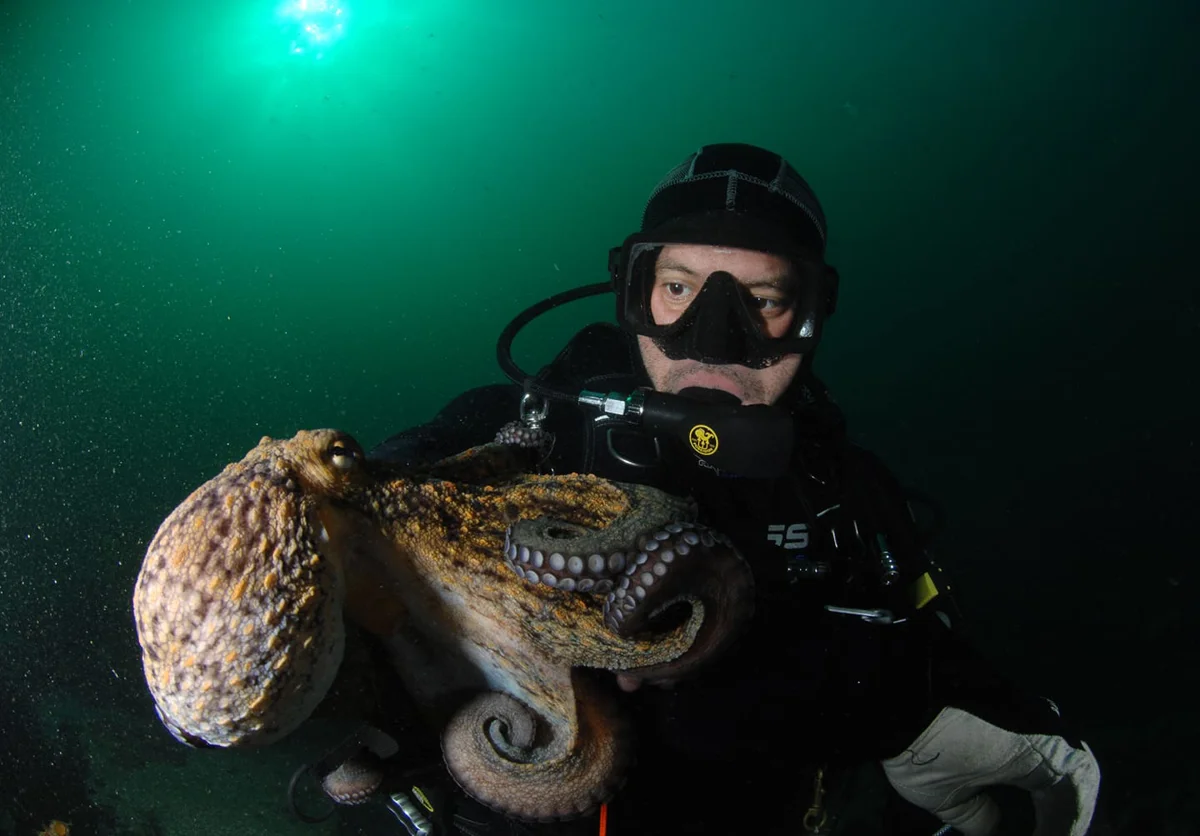 BUCEO ISLAS CIES