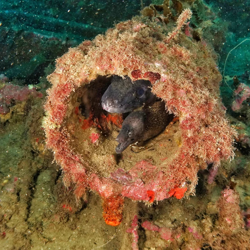 Mangamar Dive Center