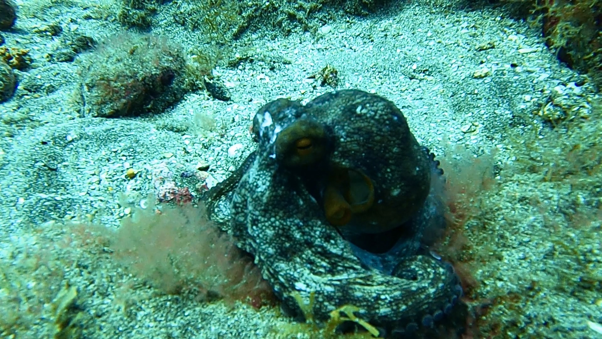 Foto 7