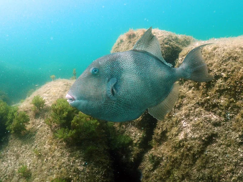 Buceo Ciesub