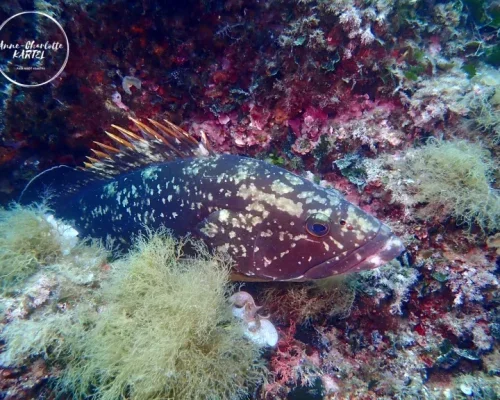 Calypso Diving Estartit SL