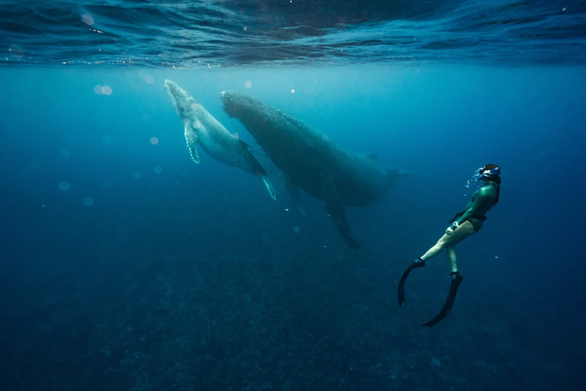 Baja Wild Encounters